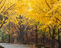 교목 소나무 이미지